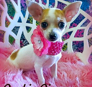 Photo of Pookie Pie