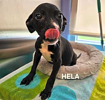Photo of Hela