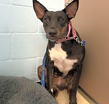 Photo of Onyx