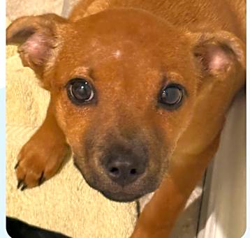 Photo of Ginger