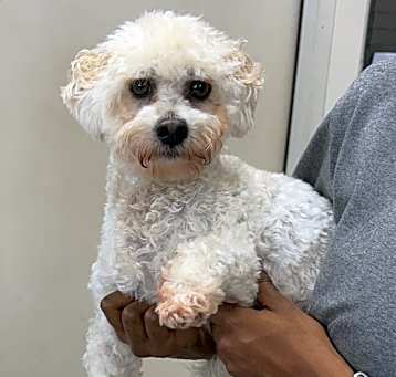 Photo of Rocky