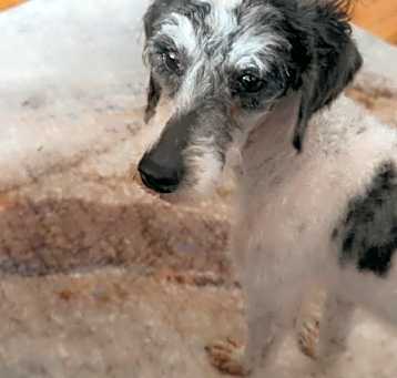 Photo of Bon Bon aka Enzo