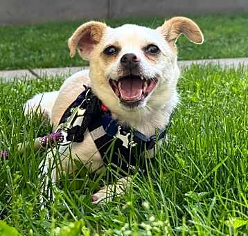 Photo of Sammy