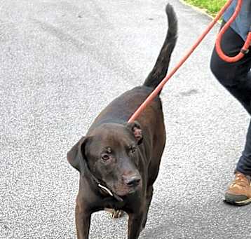 Photo of 052464 - Diesel