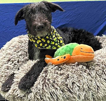 Photo of Maverick (Luigi)