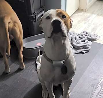 Photo of Puppers
