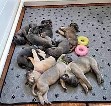 Photo of Puppy
