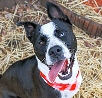 Photo of Domino