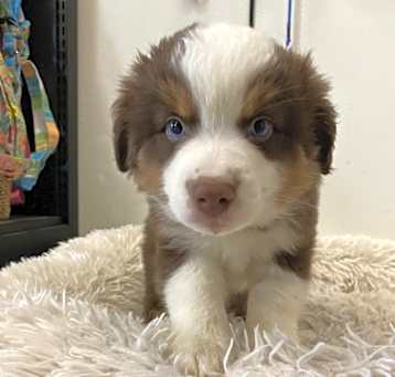 Photo of Ollie