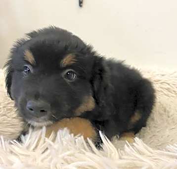 Photo of Otto
