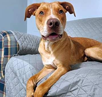 Photo of Wags