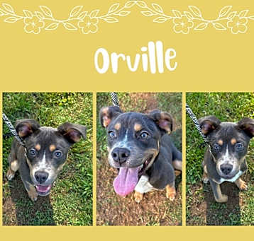 Photo of Orville