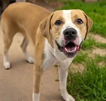 Photo of Stray-Homosassa-Unknown St-ava