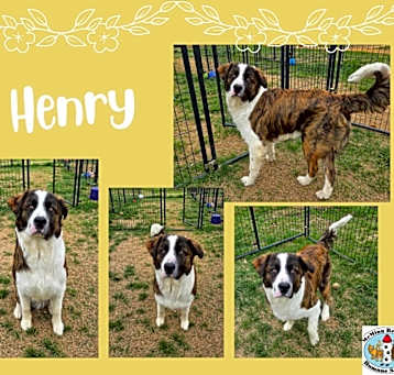 Photo of Henry