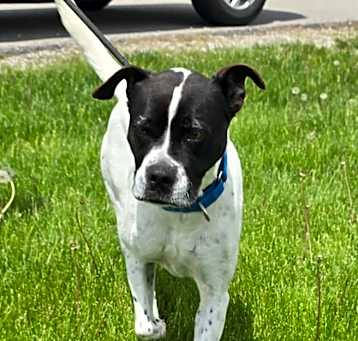 Photo of Kona