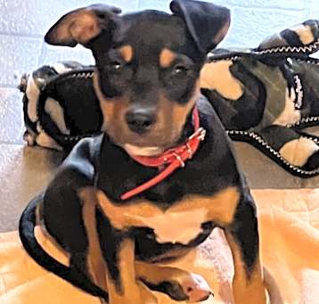 Photo of Baby Cinnamon