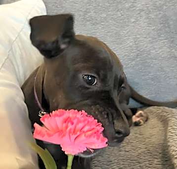 Photo of Baby Rose