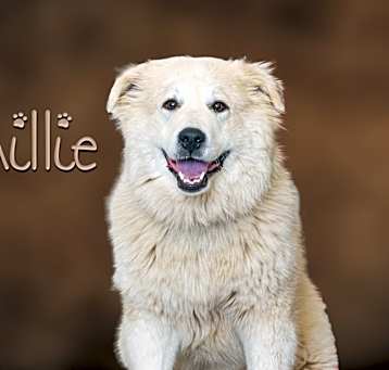 Photo of Millie