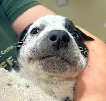 Photo of MoonPie