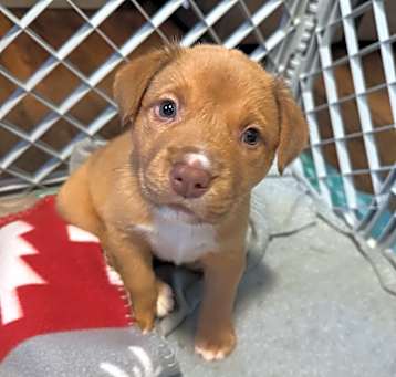 Photo of  Callie (F)