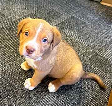 Photo of  Tanner (M)