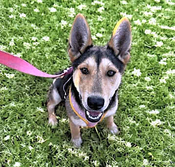 Photo of Kona (7mo PUPPY)