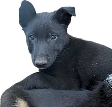 Photo of Shadow