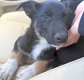 Photo of Luna