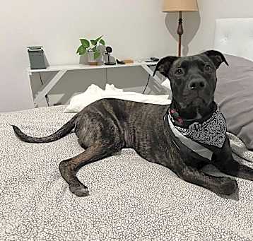 Photo of Bruno