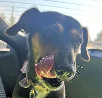 Photo of Bella