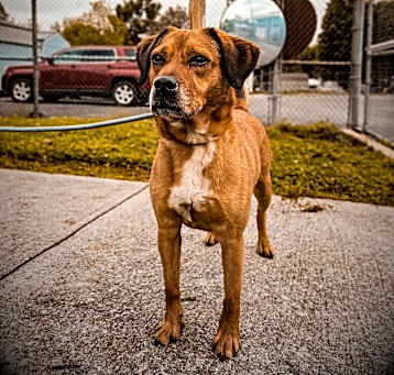 Photo of Ol' Red