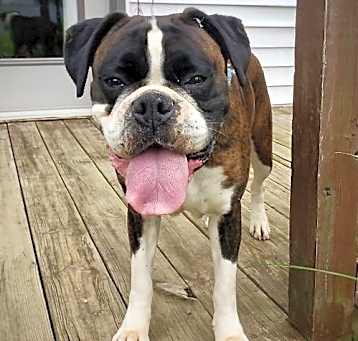 Photo of Boo