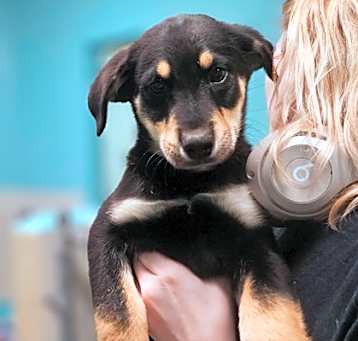 Photo of Blaze~25/26-0011b