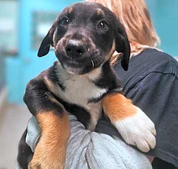 Photo of Sparkie~25/26-0011e