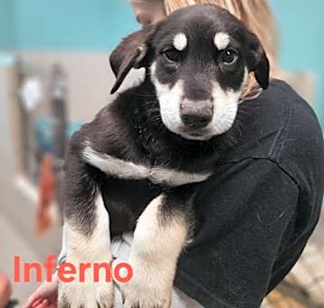 Photo of Inferno~25/26-0011d