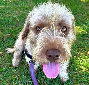 Photo of Dixie
