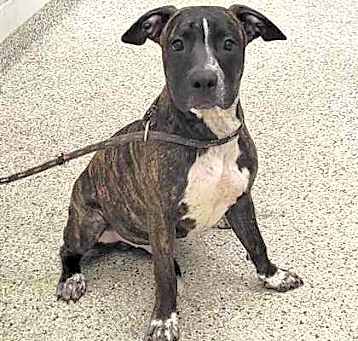 Photo of Joplin