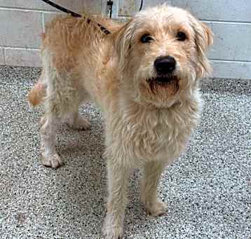 Photo of Chester