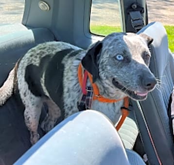 Photo of Blue
