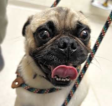 Photo of Silly Goose