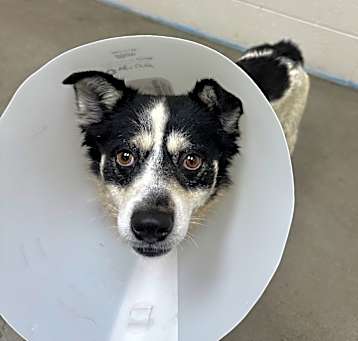 Photo of Beanie Baby