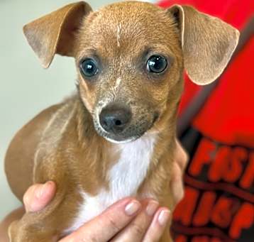 Photo of Tofu