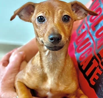 Photo of Kimchi