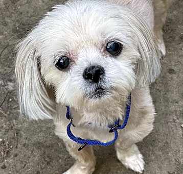 Photo of Trixie