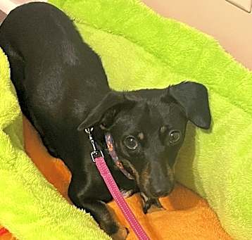 Photo of Cocoa