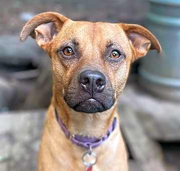 Photo of Czar (FEE SPONSORED)