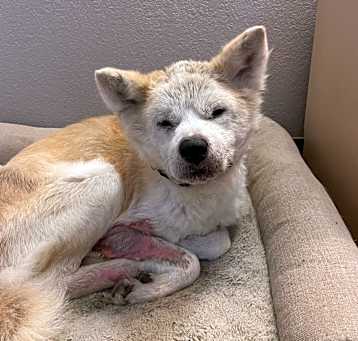 Photo of Ares