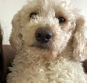 Photo of Oscar