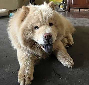 Photo of SIMMY