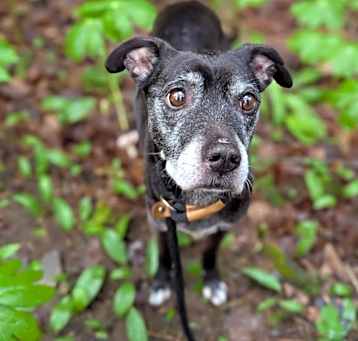Photo of Gypsy